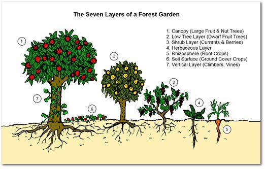 michaelqtodd's tweet photo. An edible forest garden can provide all year round fruit and vegetables with very low maintenance.
Better than a lawn!
#GROW #LifeTrees
Visit https://t.co/uGrmPGweC7 https://t.co/wyhlKnsohQ