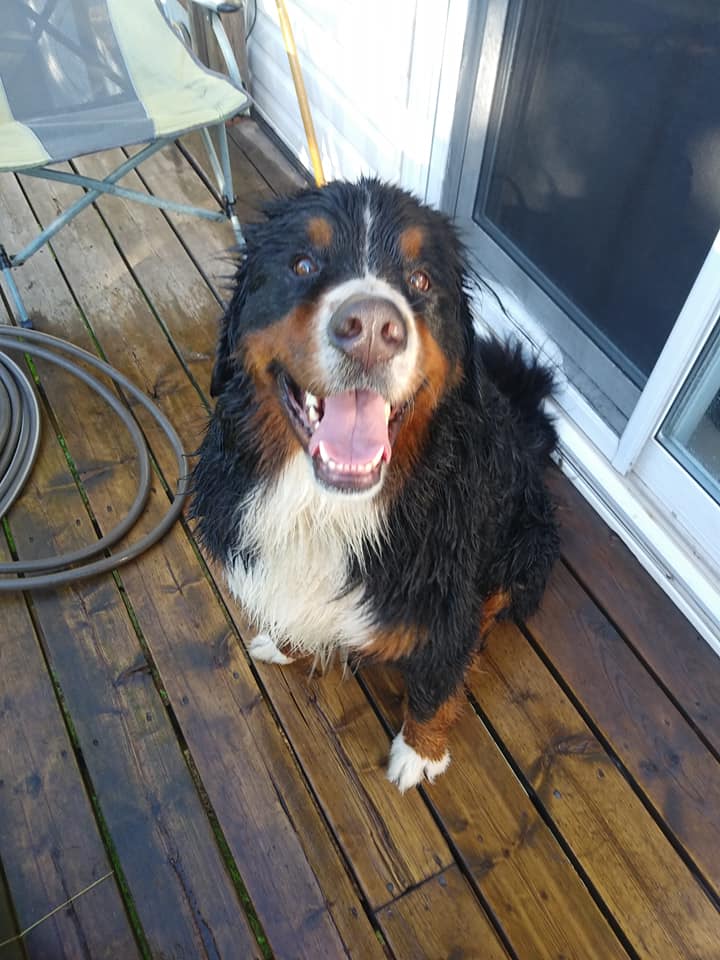 mrsjenmacdonald's tweet photo. Clean pups! #bernesemountaindog #bernese #berner #PEI #Charlottetown #summer #dogs #smellingfresh #beautiful #dogsoftwitter #love https://t.co/uENxPjuMaz