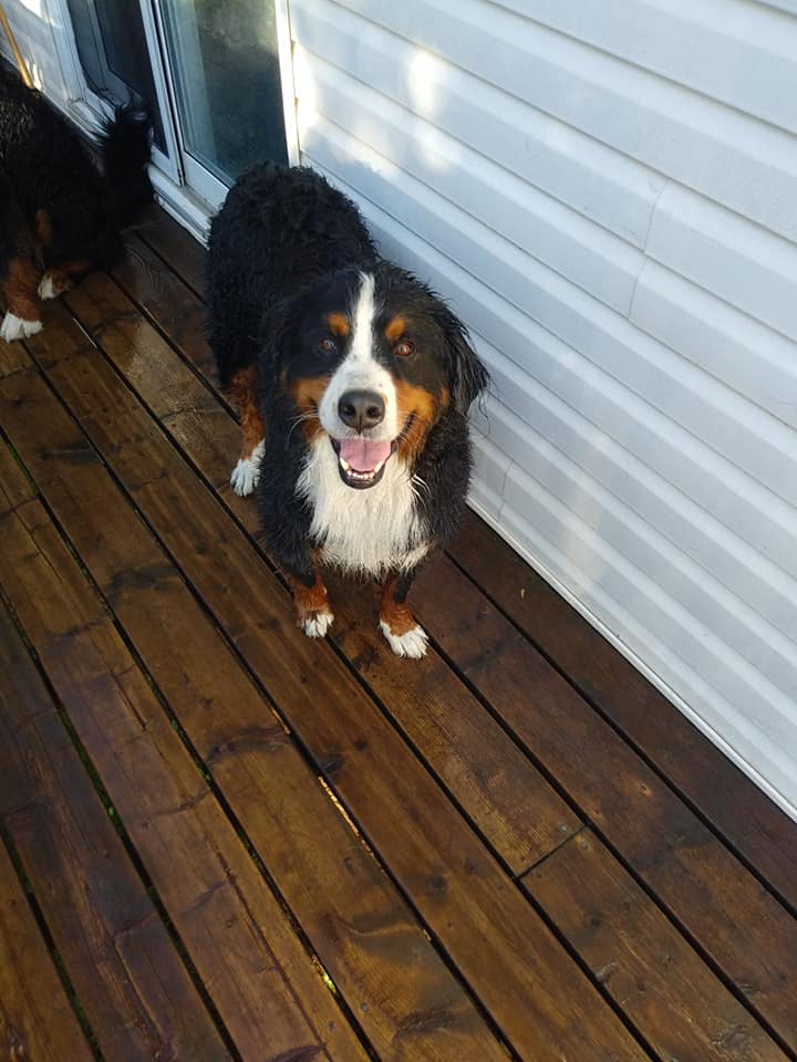 mrsjenmacdonald's tweet photo. Clean pups! #bernesemountaindog #bernese #berner #PEI #Charlottetown #summer #dogs #smellingfresh #beautiful #dogsoftwitter #love https://t.co/uENxPjuMaz
