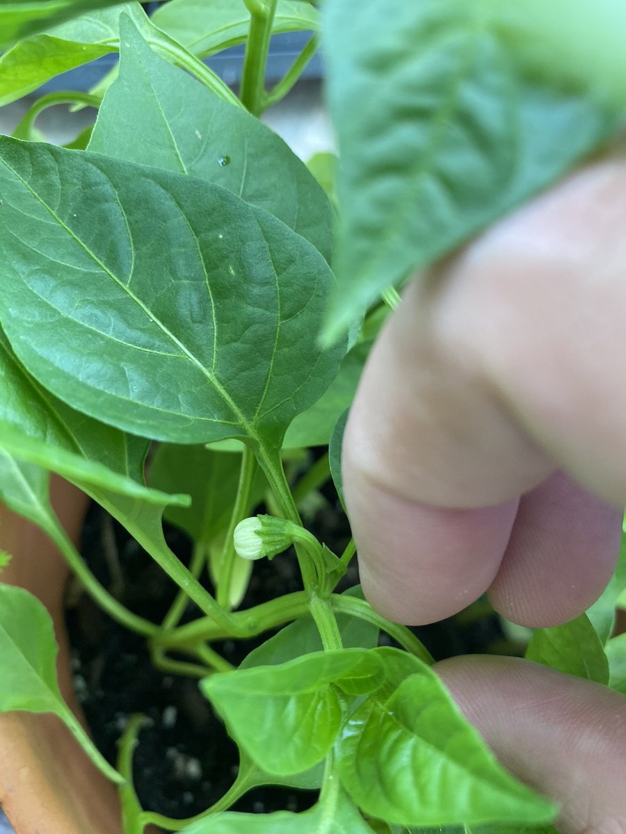tuoinside's tweet image. First pepper coming in nicely!