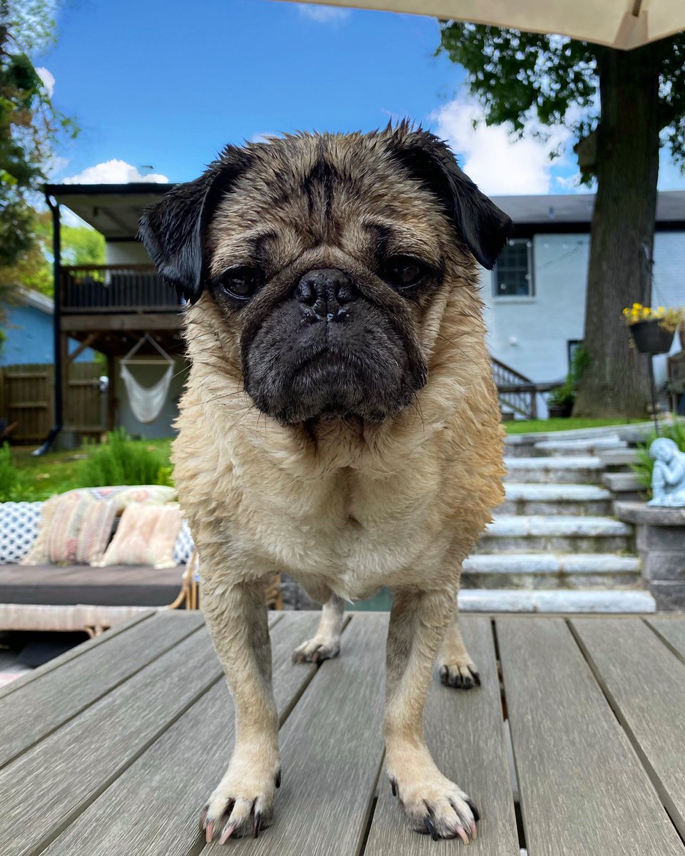 itsdougthepug's tweet photo. When u get out of the pool and ur hungry https://t.co/RuitcKUxJd