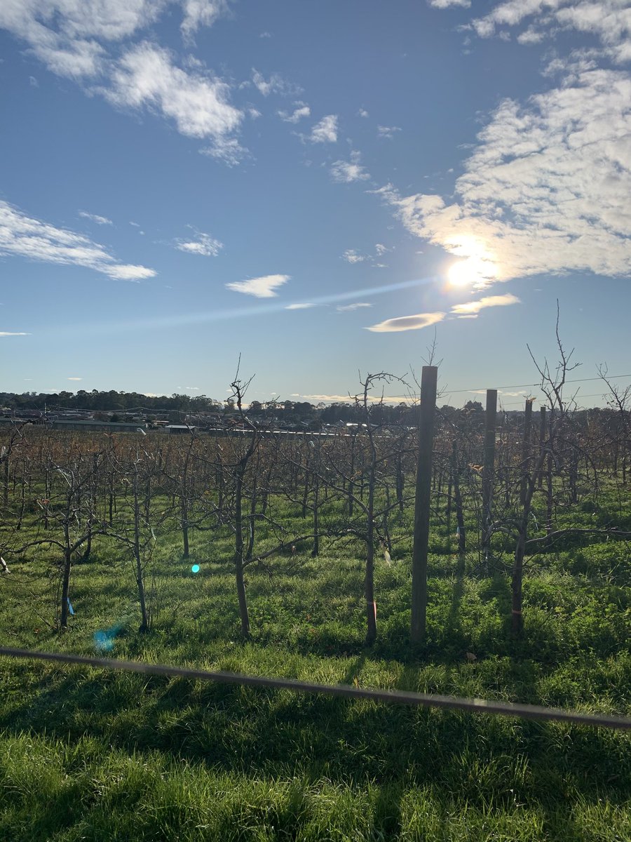 Absolutely beautiful day to be in the orchard #lovetassie
