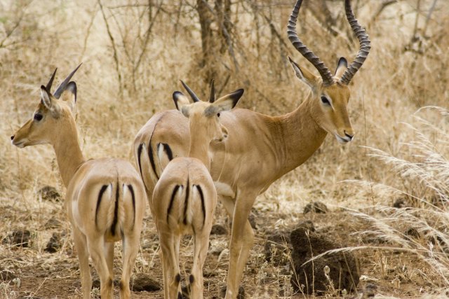 Chamois Bucks