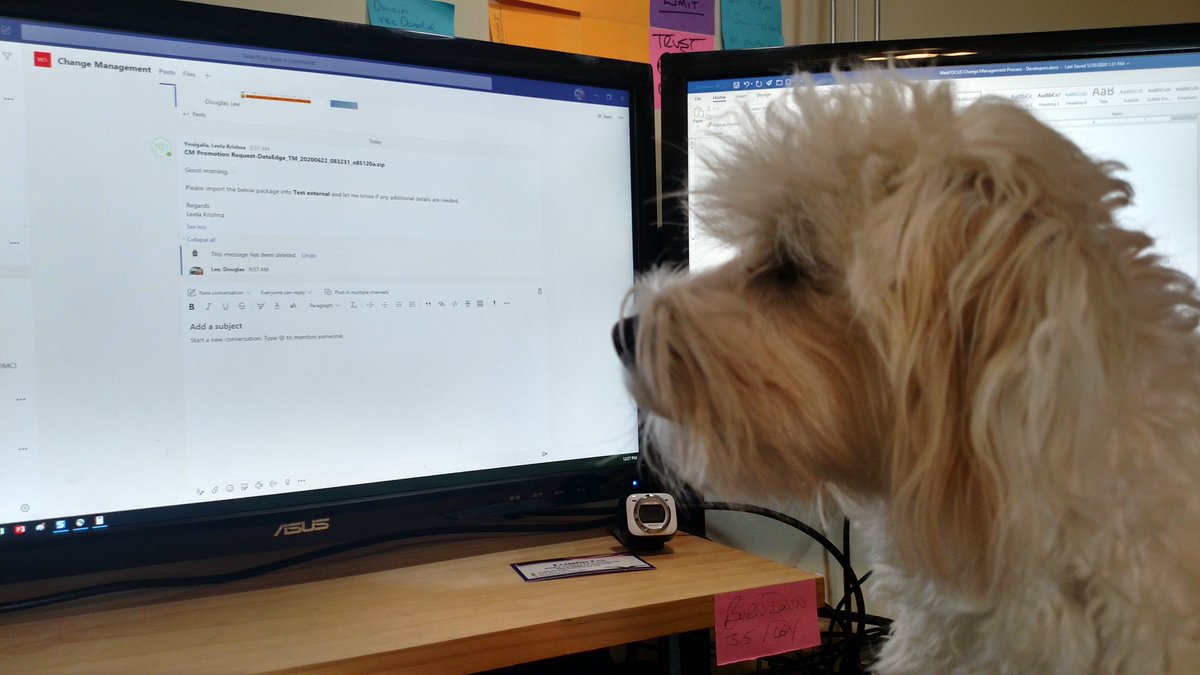 WebfocusD's tweet image. Bailey&apos;s sister, Maisy, helped me review some Change Management Documentation 
earlier today during #ibiSummit