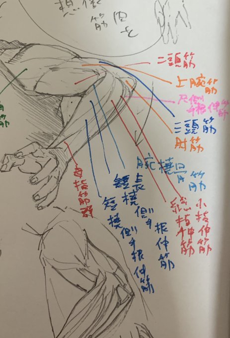 筋肉の各部の描き込みは自分の想像なので形がどこまで合ってるかは分からないけど名前も見ないで書けるようになった。多分大体合ってるはず。
引き続き頑張る 