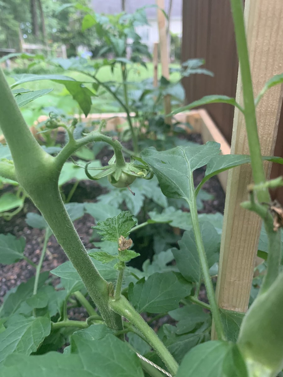 LeahTalbert's tweet photo. Grow little garden grow!! #tinytomato #summerveggies π
π₯ https://t.co/AX3UE5trAy