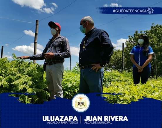 AMUluazapa's tweet photo. "ADOPTA UN ÁRBOL Y CREA UN PULMÓN PARA ULUAZAPA" 
El proyecto es llevado a cabo en coordinación con la agencia de @KOICA junto al @AgriculturaSV  y esta Municipalidad,  Se Sembraran 50,000 Árboles en todo el municipio
35,000 Árboles  Madera y Sombra y
15,000  Frutales. https://t.co/mwhlq2FBGC