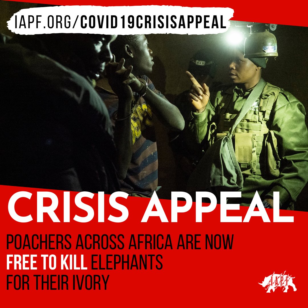 No-one could have predicted, just 3 months ago, the devastating effects that COVID-19 would have on elephant populations already under threat in Africa.

We urgently need to raise $280,000 by 30 June so the @IAPF can ensure the survival of wildlife: iapf.org/covid19crisisa…