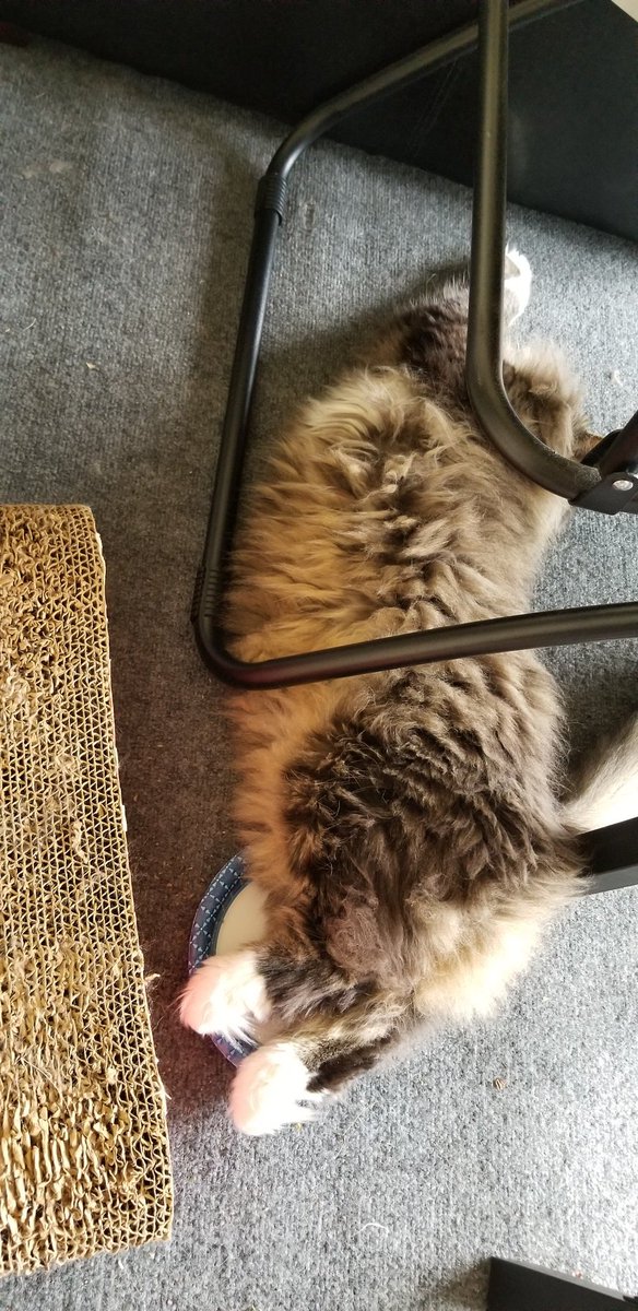 Im_Squeaker's tweet photo. The cats were hot so I gave them a plate of ice... Chewbacca is sleeping on it and Groot is just staring at him from the cooling mat. https://t.co/qvV1DQ7mor