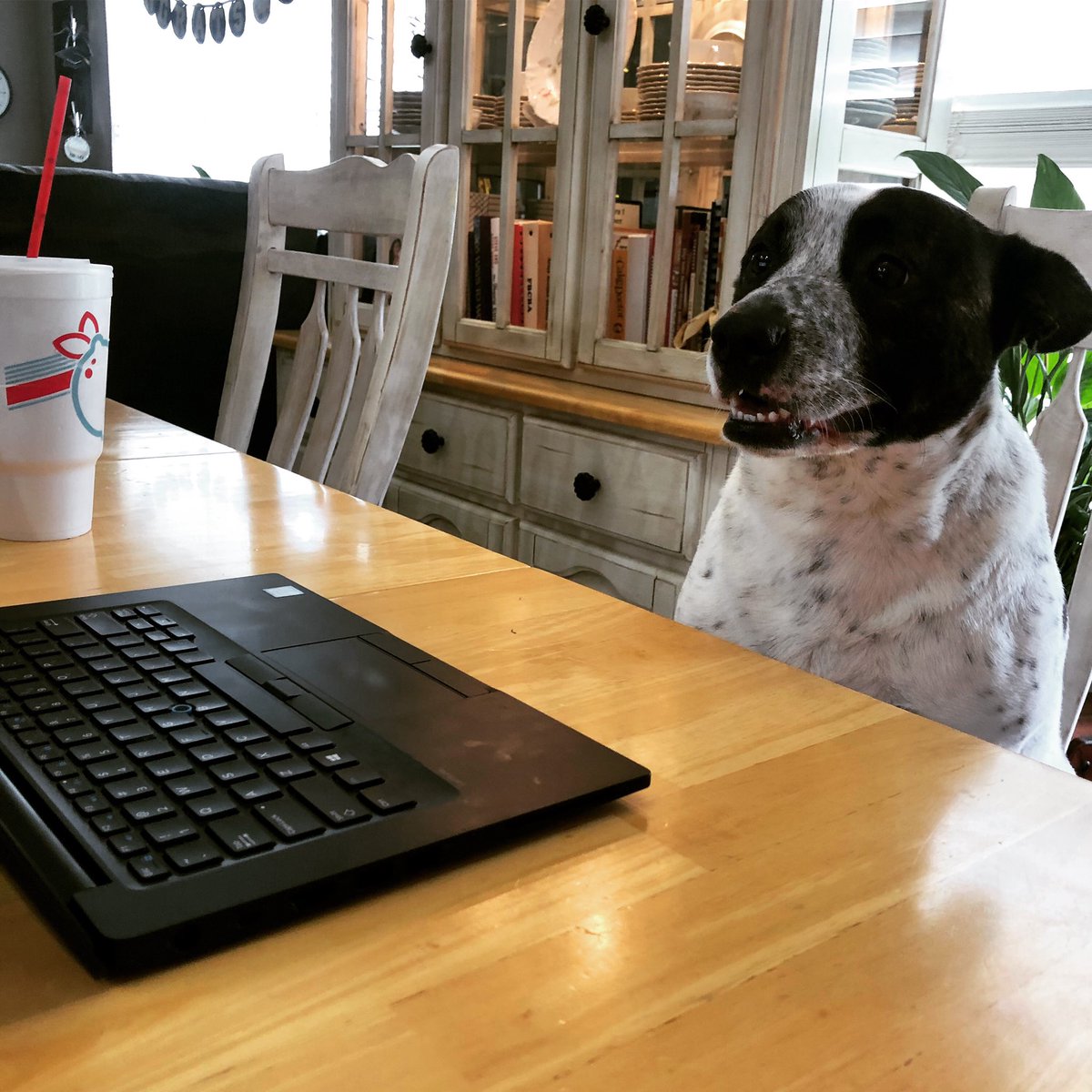 KennyDay1's tweet photo. If anything goes wrong today...my dog did it. #OreoTheDog https://t.co/aDUUVDyGs7