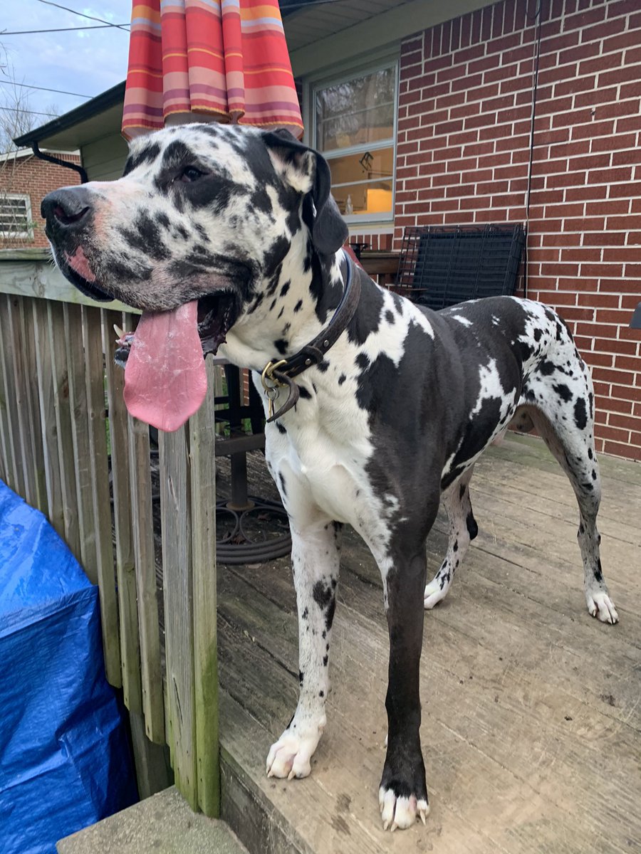 Danepugallthew1's tweet photo. @JamieHo57842236 @DaneRingo Your a cutie, little guy!! I’m Cooper!! I’m 2 and 1/2 today Dad says!! https://t.co/6O07iZU4eb