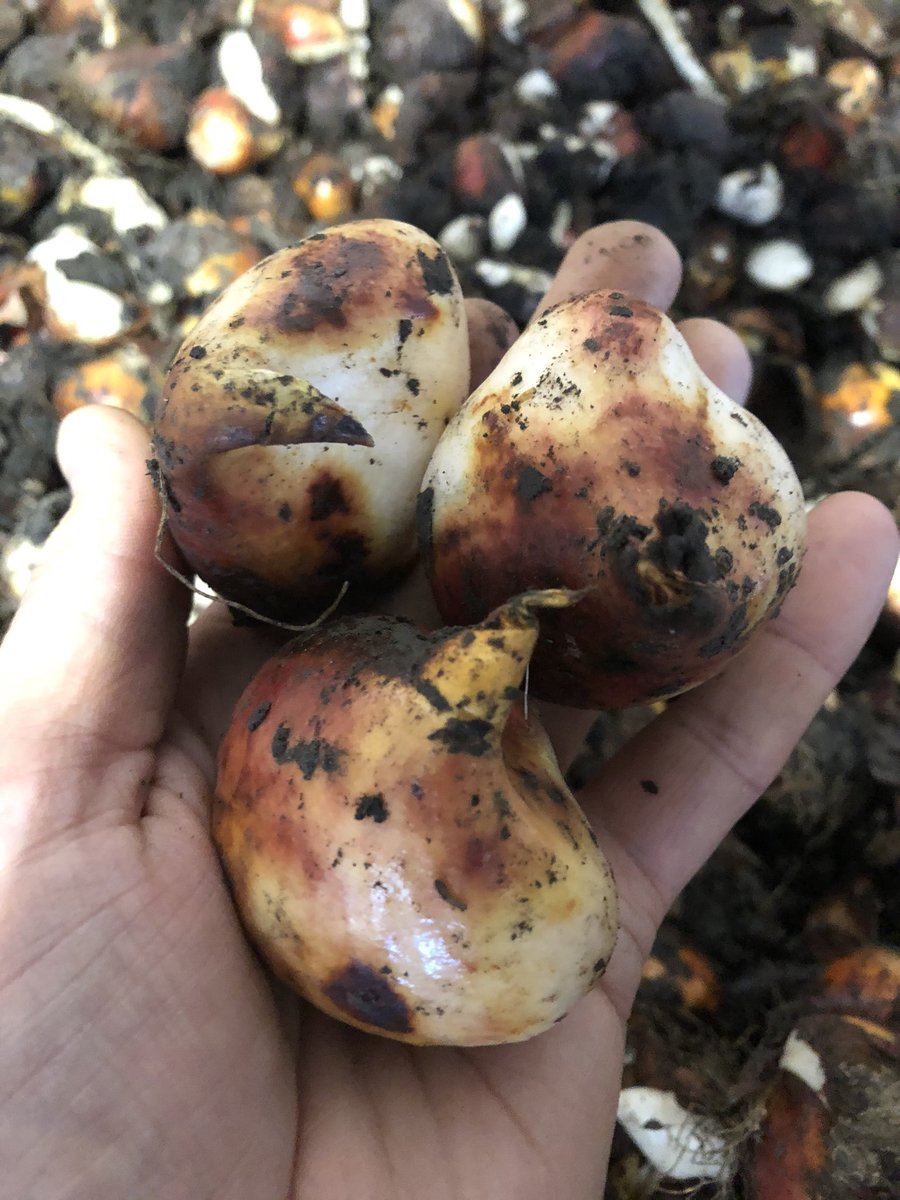 djhaakman's tweet photo. Big and good quality #tulips bulbs. That is what we like. We wish all our growers a good and healthy #tulip harvesting season. (Bulbs on the picture are from #Bloomore (Klaas Schouten) https://t.co/SNk795ABnA