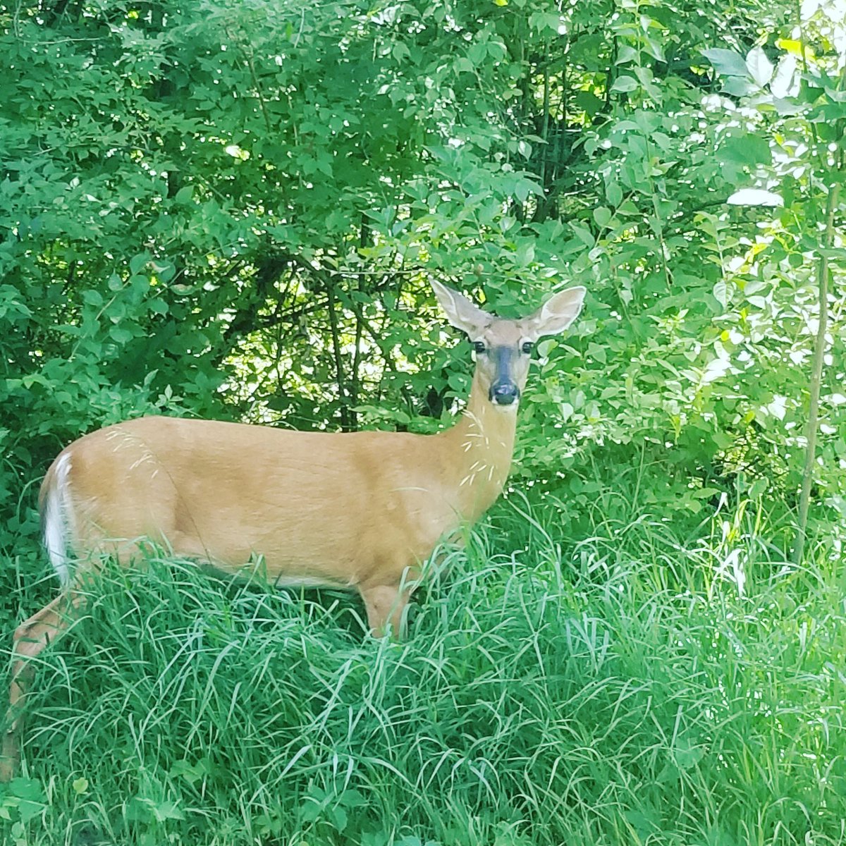 Today's running mate #deer #summertime #accountabilitypartner