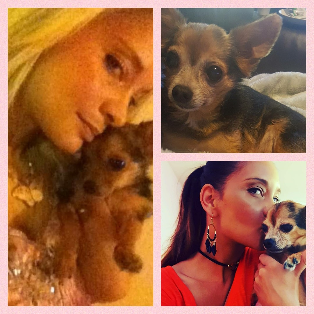 SKeepsake2for1's tweet photo. My beautiful hugo went to the rainbow 🌈  bridge on the 4th. 
Time is passing so quickly 😢#petloss #griefshare #chorkie https://t.co/OZfKRWaD84