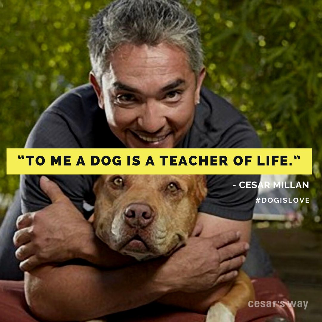 cesarmillan's tweet photo. Drop a ❤️ and share if you agree. https://t.co/l36MX8mpam