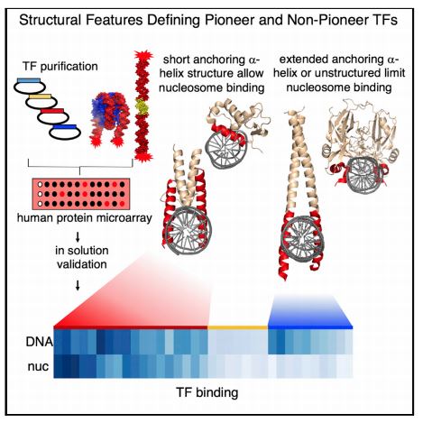 Zaret Lab (@pioneerfactors) on Twitter photo Recent work : <a href="/MeilinFer/">Meilin Fernandez 🧠👩🔬</a> et al. showed
that pioneer factors recognize DNA via a
short scissor-like or a helix-turn-helix
module compatible with nucleosome
binding, while non-pioneer TFs interact
with DNA via an extended anchoring a
helix or loops.
doi.org/10.1016/j.molc… Recent work : <a href="/MeilinFer/">Meilin Fernandez 🧠👩🔬</a> et al. showed
that pioneer factors recognize DNA via a
short scissor-like or a helix-turn-helix
module compatible with nucleosome
binding, while non-pioneer TFs interact
with DNA via an extended anchoring a
helix or loops.
doi.org/10.1016/j.molc…