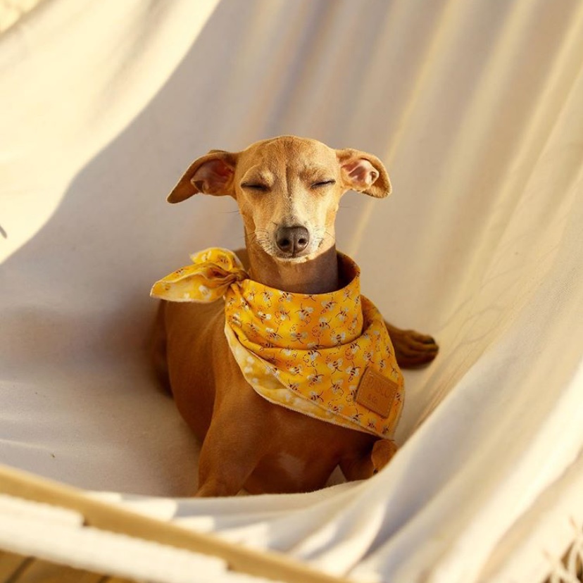eliseybell's tweet image. Oh to be a tiny Italian greyhound lying in a hammock in the sun
