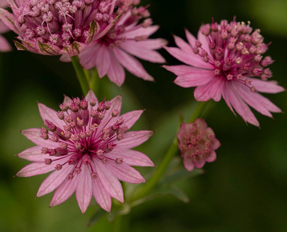 MarkFullerPhot1's tweet photo. Great Masterwort. #greatmasterwort #masterwort #pink #flowers #guildford #surrey #olympus @GuildfordTIC @GuildfordnBloom @WeLoveGuildford @VisitSurrey @SurreyLife @OlympusUK @getolympus https://t.co/2EMvoIk1Wp