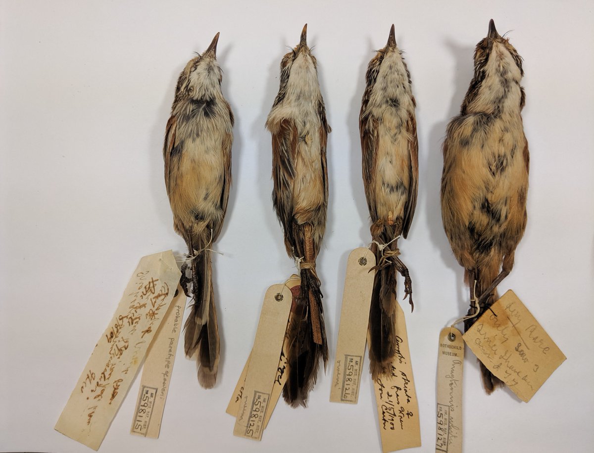 British Ornithologists’ Club tweet media