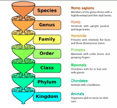 MarineQml's tweet photo. Species are named by using the Binomial Nomenclature System, combining two names into one to give all species unique scientific names. First part is called the genus, the second part is the specific description. Then organized into higher levels of classification. https://t.co/vBridmX9wo