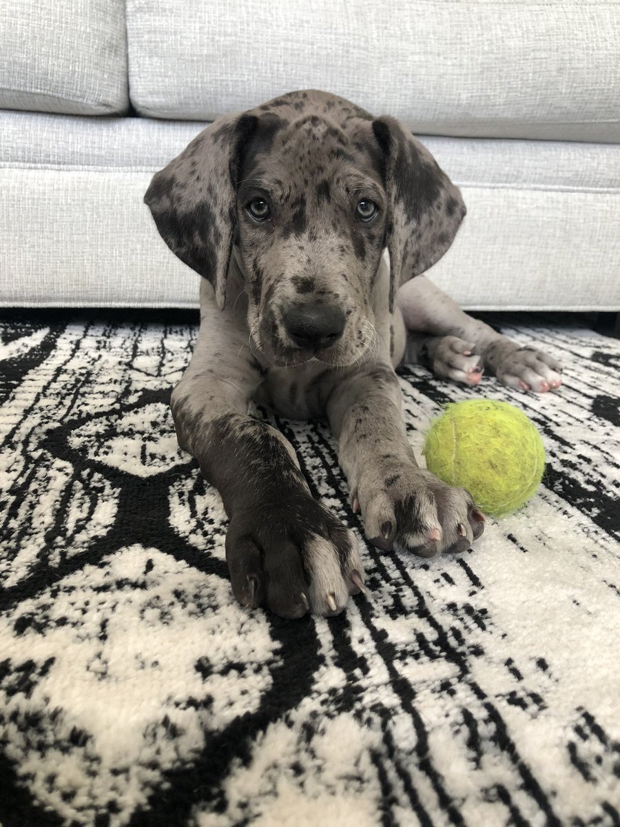 nichshan910's tweet photo. Just your daily dose of Odie 🥰😍 https://t.co/51Zsgo42YR