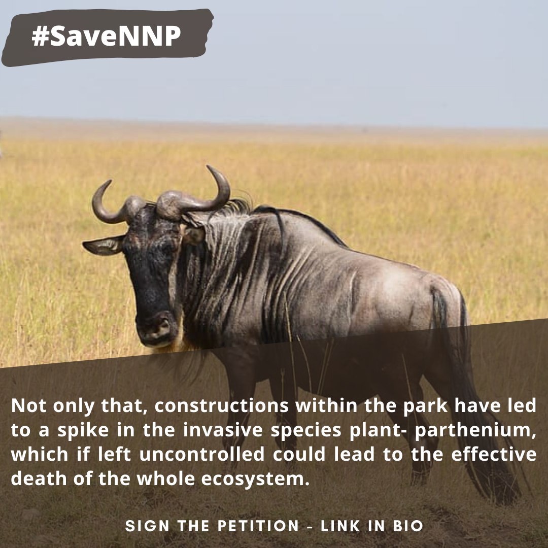 fazeelamubarak's tweet photo. In the 1960s Nairobi National Park had 30,000+ wildebeest that used to migrate to the greater AthiKaputei to Amboseli, today their just number 200 making the local population critically endangered. We have to Save Nairobi National Park so their numbers can recover https://t.co/wOMy4mdABP