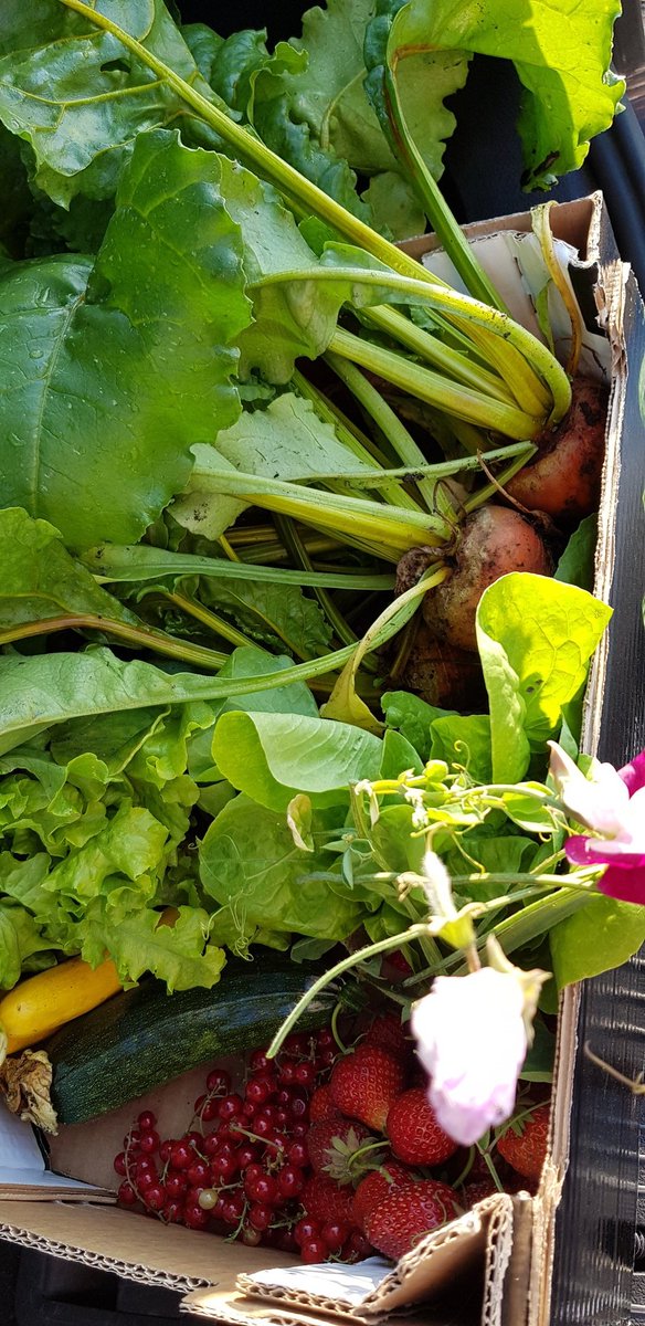 Jasonodell33's tweet photo. First box of fresh homegrown produce off the plot.
#allotment #Homegrown #freshproduce https://t.co/xZ4MOsQJWL