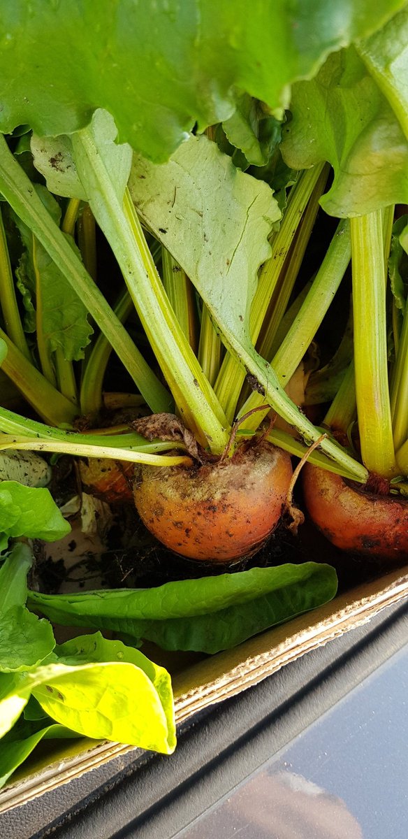 Jasonodell33's tweet photo. First box of fresh homegrown produce off the plot.
#allotment #Homegrown #freshproduce https://t.co/xZ4MOsQJWL