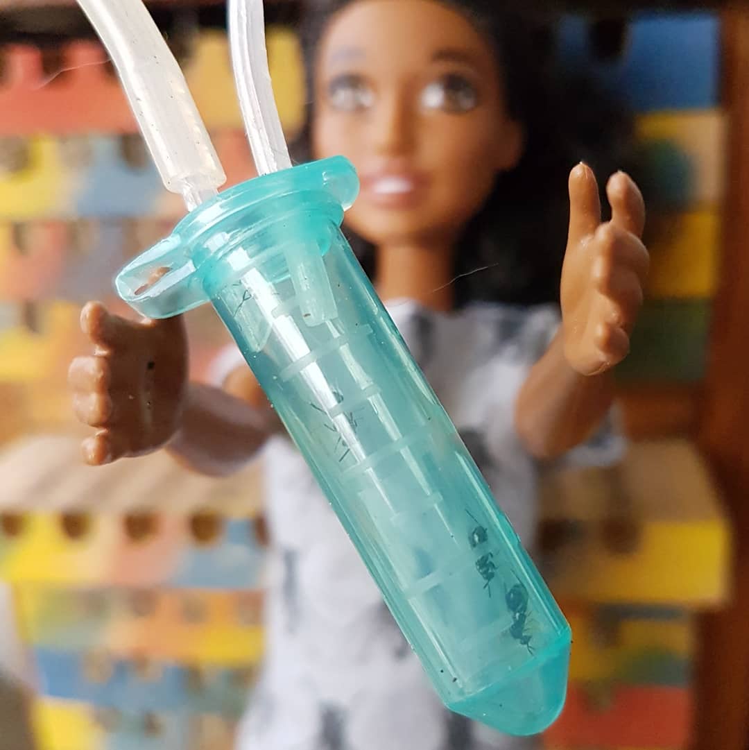 entobarbie's tweet image. We found some pupal chalcid parasitoid wasps in our Mason bee Hotel. The larvae of the parasitoids will consume the mason bee pupa, pupate, and adult wasps will emerge.
#NIW2020 #nationalpollinatorweek #pw2020 #internationalpollinatorweek