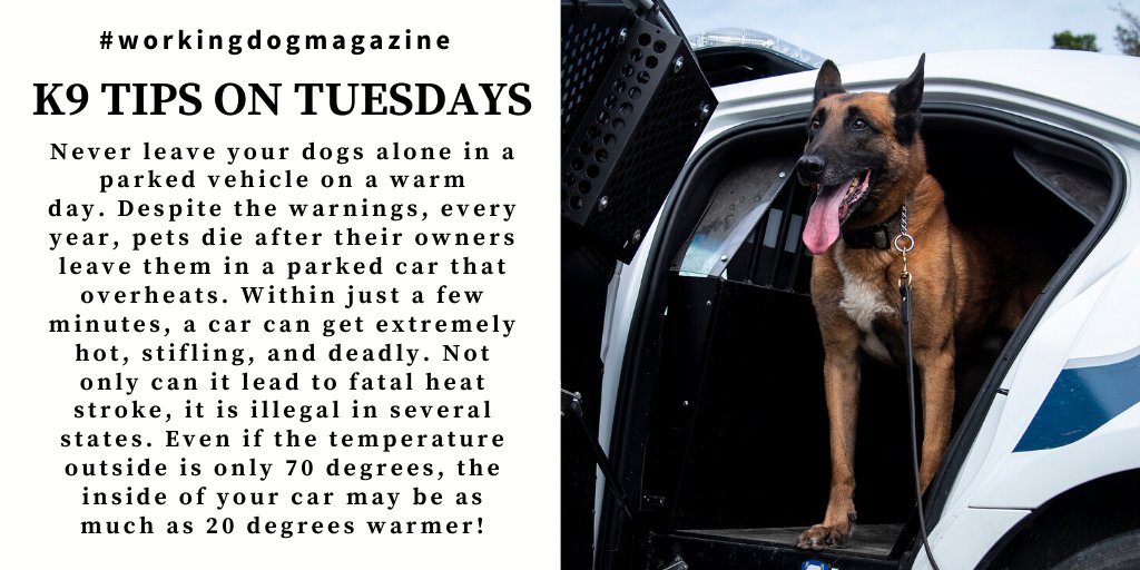 workingdogmag's tweet photo. #K9TipsonTuesdays
Never leave your #dogs alone in a parked vehicle on a warm day.
For more #K9 #tips, follow @workingdogmag
#tipsontuesday #tuesdaytips #summertime #vehiclesafety #staycool #workingdog #dog #canine #magazine #thinlinemedia #wdmagazine #wdmag #workingdogmagazine https://t.co/JXI6QPp60u