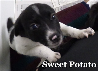 Animal Care Society tweet media