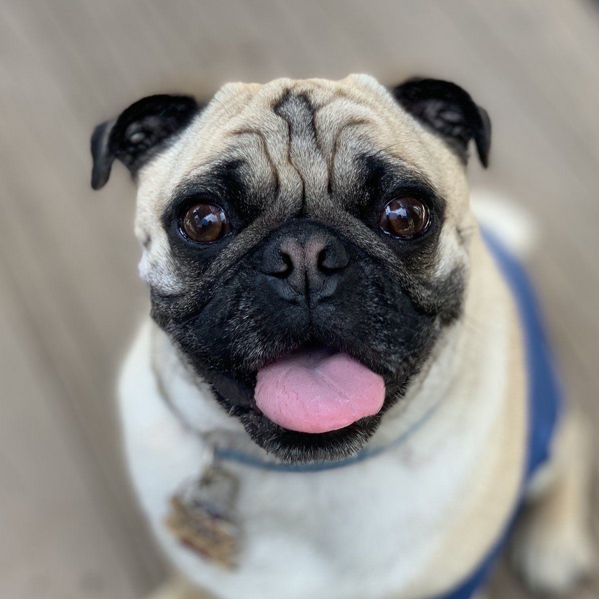 BlueCollarPugs's tweet photo. He can do this but I'm in @Twitter jail for a week? (For being a 'racist pug'. 🙄) I love everyone, except the 🍊 man. 😡

#TrumpIsDangerouslyUnfit #TrumpIsALaughingStock #TrumpGotSpankedAgain  #FreeLiam https://t.co/cAE6O1RXwX