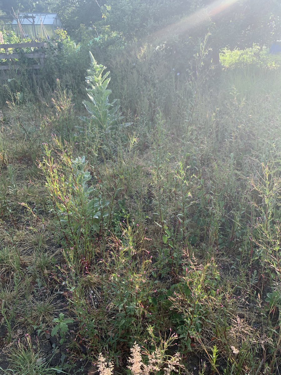 S.O.C.A. Eden Project
Community Gardening and Growing Project 

The Board and Young Volunteers Working Hard to get the Project ready for YOU!