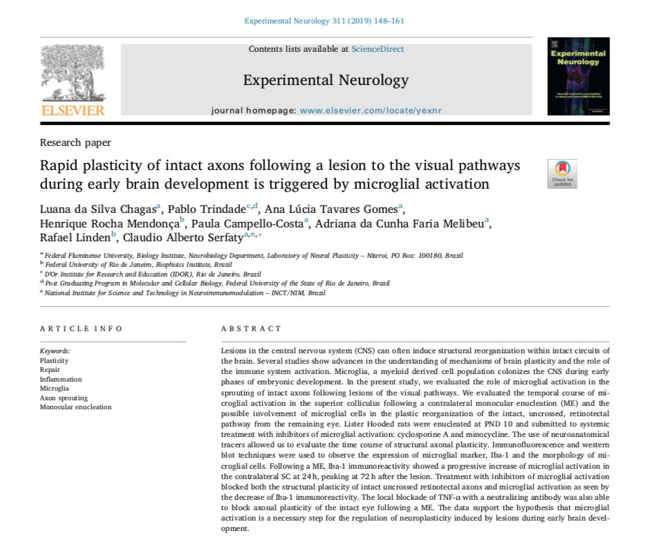 InctNim's tweet photo. Article fom @ElsevierConnect! Rapid #plasticity of intact axons following a lesion to the visual pathways during early #BrainDevelopment is triggered by #MicroglialActivation. | #Repair #AxonSprouting #MonocularEnucleation | @luanachagas_phd @caserfaty
https://t.co/eVOj45bNSD https://t.co/E9xTwLag9V