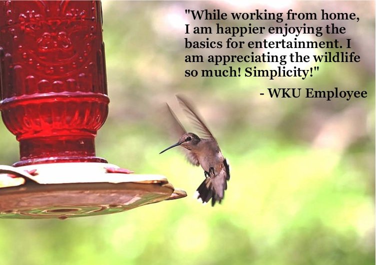 WKU_SCM's tweet photo. Work from Home #PositivityProject:
#WKU #HealthyAtHome #TogetherWKU @WKU @WKUTopLife https://t.co/iCtf6J1jq0