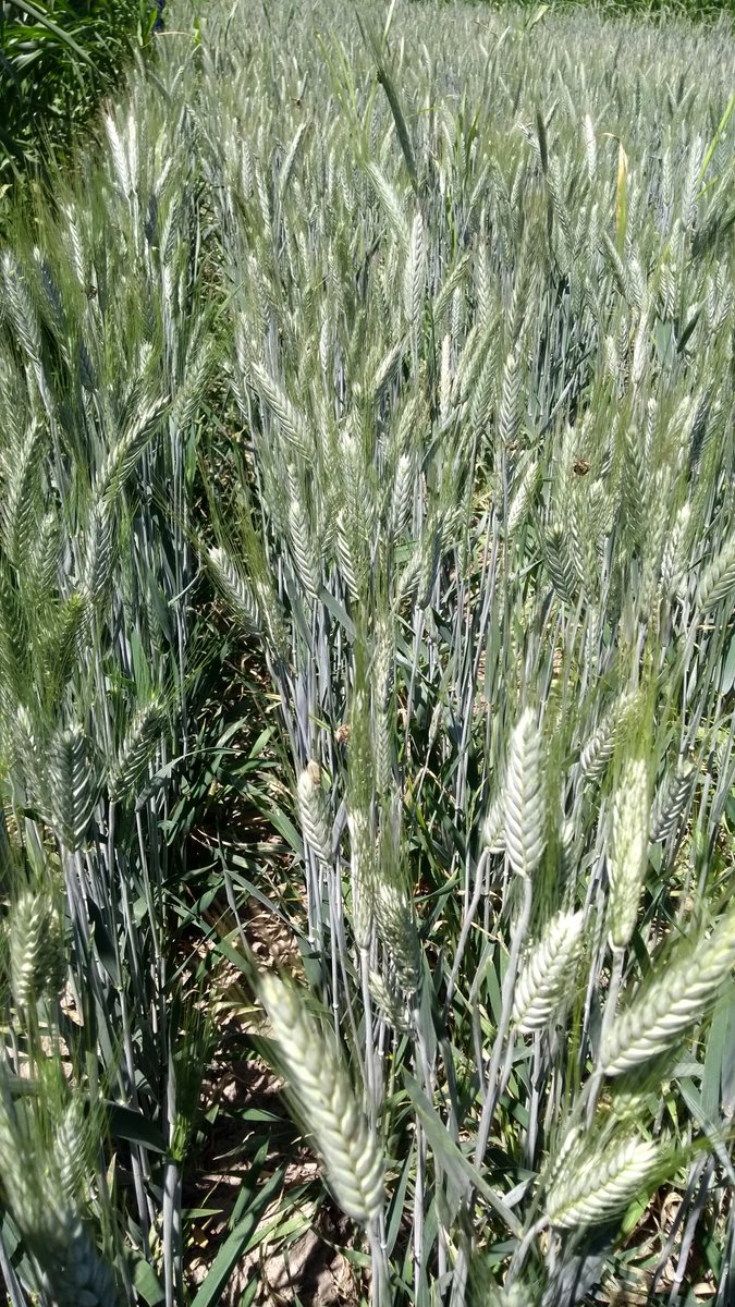 SpiigaSc's tweet photo. En la plataforma Epitacio Huerta Mich. MasAgro @ACCIMMYT  se evalúan forrajes en (henificado) en donde se pueden obtener hasta tres cosechas (cortes), en comparación a uno solo en ciclo del cultivo de Maíz. 
@Agricultura_mex 
@sgfonteyne 
@ErickOH_AC 
@HubBajio 
@CIMMYT https://t.co/ijiI4WgUv6