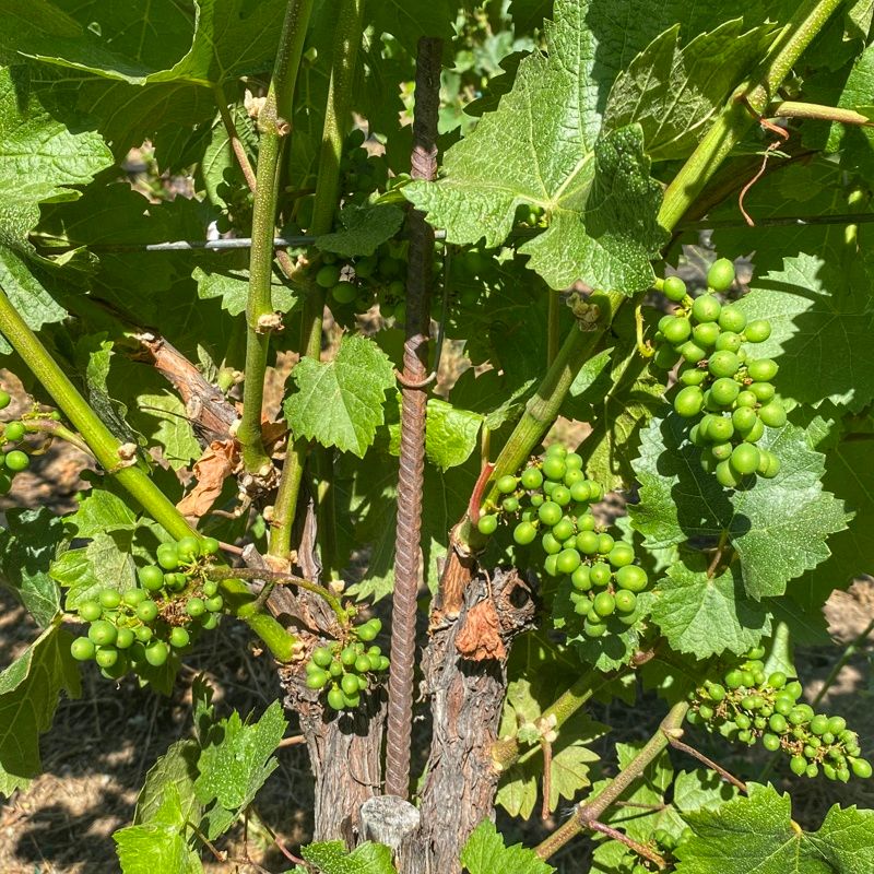 bigbasinwine's tweet photo. Old Corral #PinotNoir at our Estate Vineyard. You can see the really small clusters with some ‘shatter’ where fruit did not set. This will mean less crop, but potentially higher quality. #vinelife #minimalintervention #bigbasin #santacruzmountains #scmwa #mountainvineyards https://t.co/sclp2WOKJD