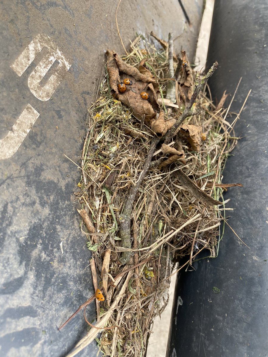 agricontract's tweet image. Ladybug #benificial