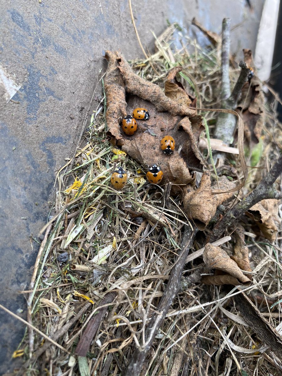 agricontract's tweet image. Ladybug #benificial