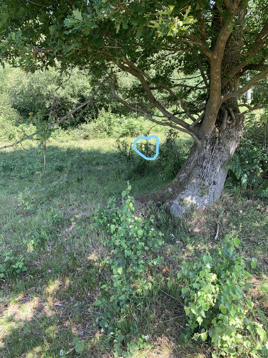 juliegissing's tweet image. If you do the majik #bigify you get a flash of my new blue cool coat I was wearing....I must be very skinny if I can hide behind a twig 😆🤣