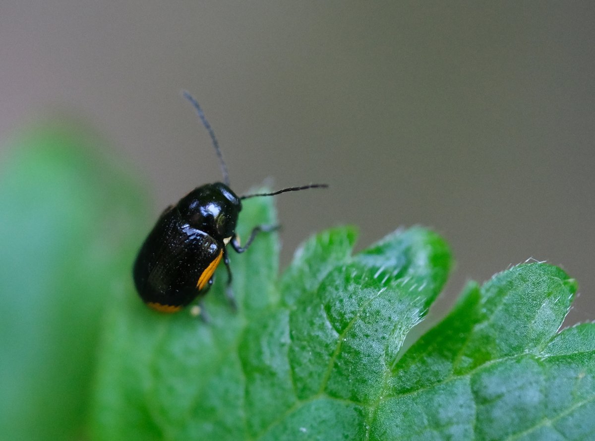 bernoid's tweet photo. A brand new #beetle discovery for my garden. Looked it up & identified as Cryptocephalus moraei. I've read that they're often found on St. John's-wort which makes sense as I have a number of them growing in my garden. #Cryptocephalusmoraei #lookingatbugs #gardenwildlife https://t.co/BKw1REKpFt