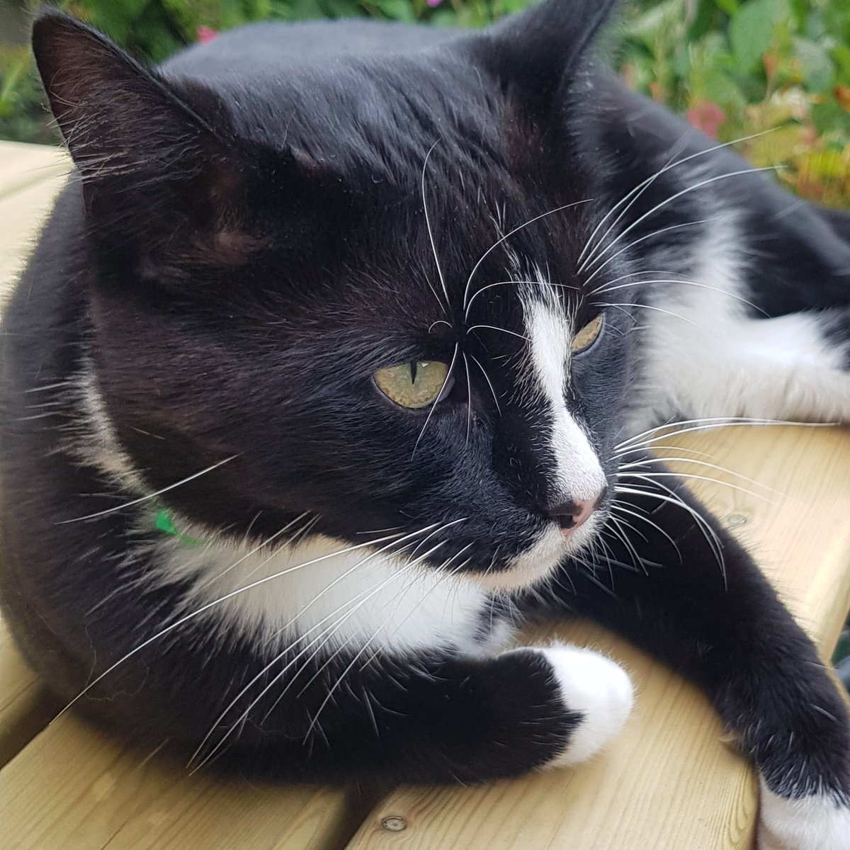 resscvo's tweet image. We haven&apos;t had a cat of #cyberscotweek2020 post for a while... he is still really handsome ❤❤❤