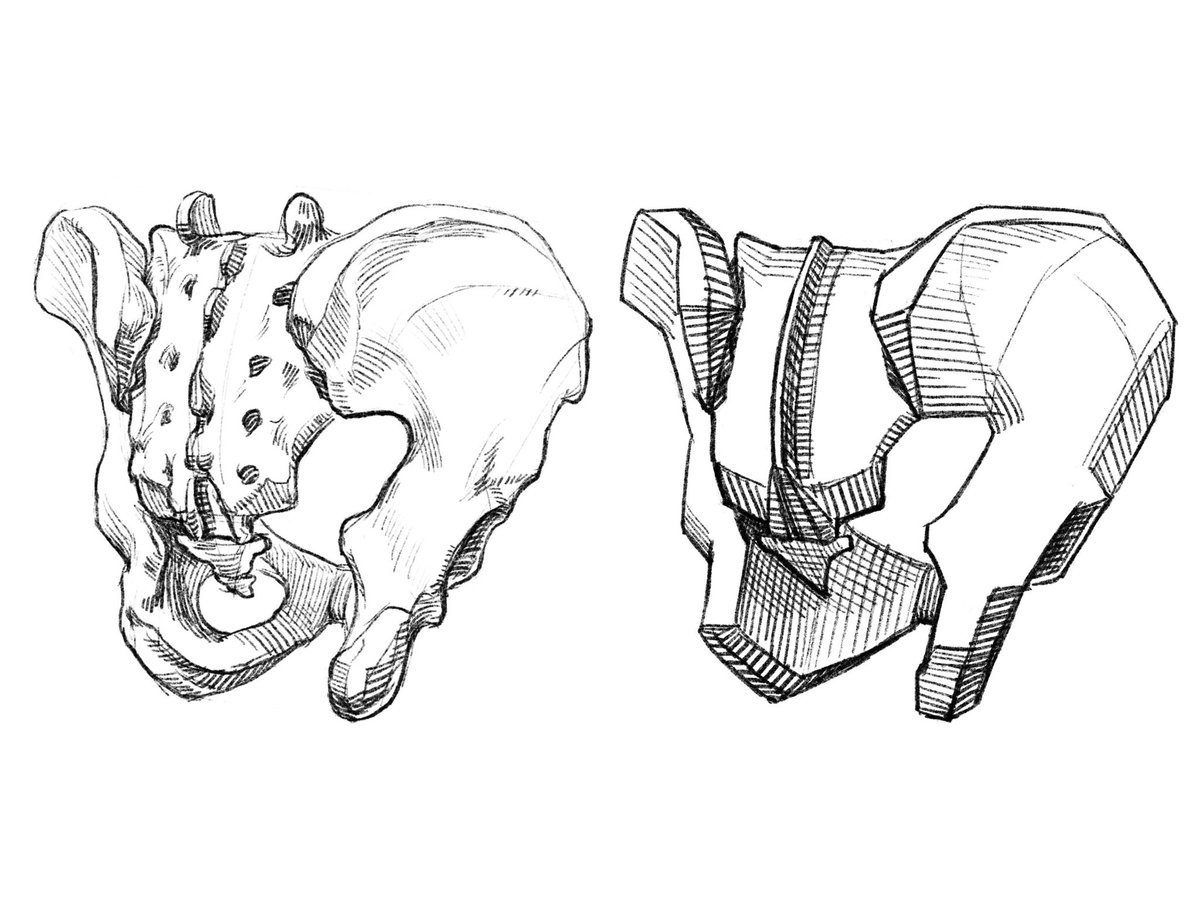 「斜め後ろから見た骨盤の図。 」|伊豆の美術解剖学者のイラスト