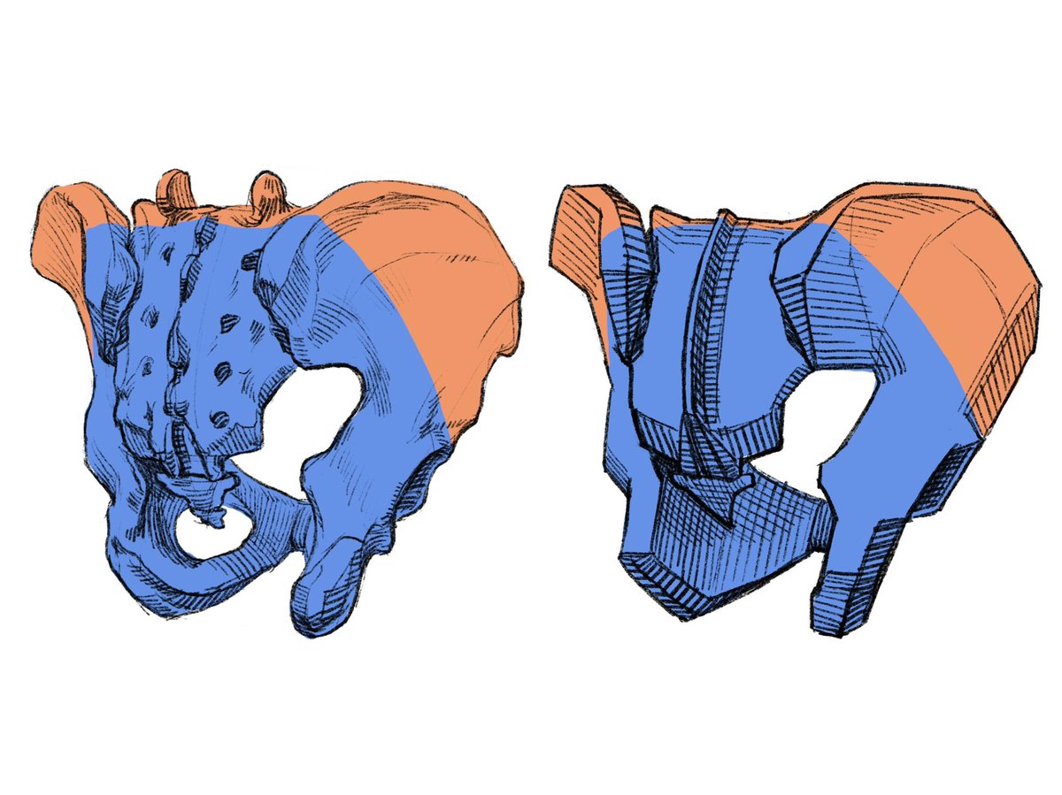 「斜め後ろから見た骨盤の図。 」|伊豆の美術解剖学者のイラスト