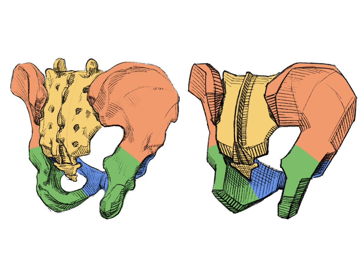 「斜め後ろから見た骨盤の図。 」|伊豆の美術解剖学者のイラスト