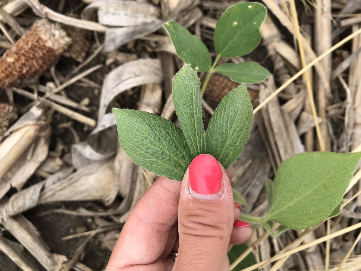 (1) dicamba; (2) HG 15 product; (3) 2,4-D