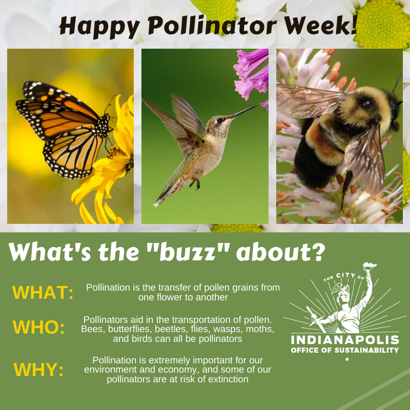 SustainIndy's tweet photo. It's National Pollinator Week! Do you think you know everything there is to know about pollinators in our community? Check out this infographic and "bee" sure to follow along with @kibiorg's #KIBees content! https://t.co/XzzVLXdQu0