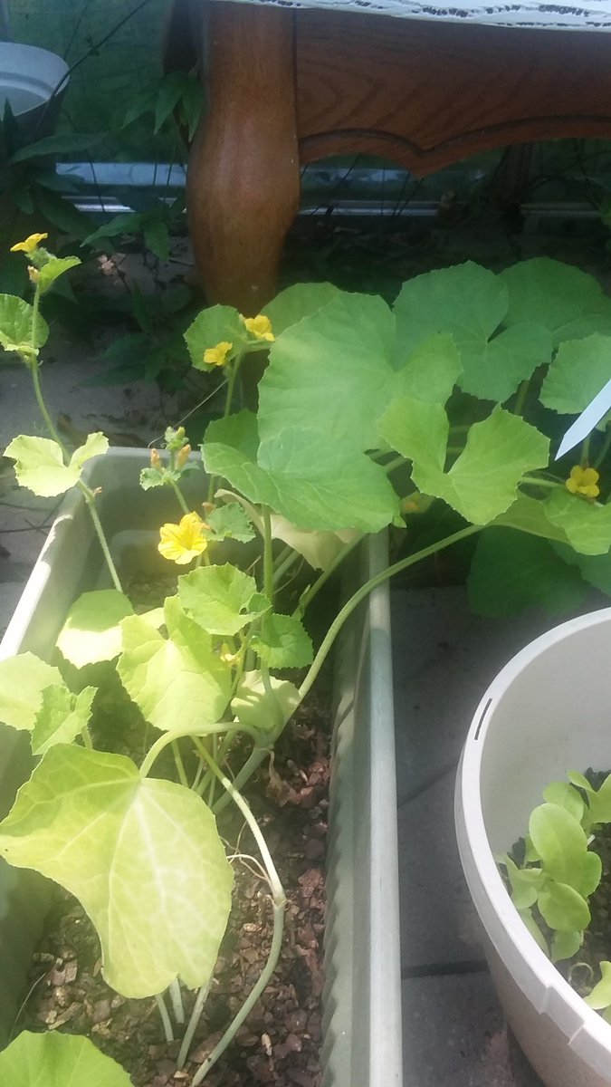 M_Caragiulo's tweet photo. My garden! https://t.co/ZPWFsVZIoL