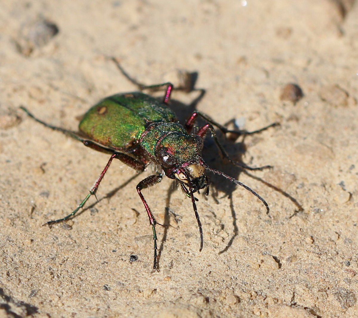 bryony_georgina's tweet photo. Day 23 of #30dayswild & also #nationalinsectweek2020 β
β
Saw lots of Green tiger beetles enjoying the sun on the tops of the moors today. Finally managed to get a decently pic- which is no mean feat as they are some of the fastest insects we have in the UK! ππ―π #teambeetle https://t.co/4OmPEbCNp9