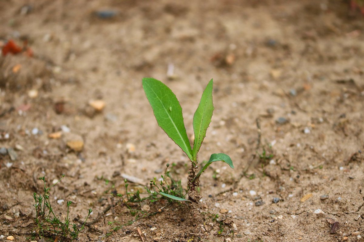 WarehamWater's tweet image. Please note starting tomorrow, June 24, 2020, the Water Department will be moving from a voluntary to mandatory non-essential water use due to the dry conditions.  Please only water your lawn on even days if you are even numbered house and odd day if you are odd numbered house.